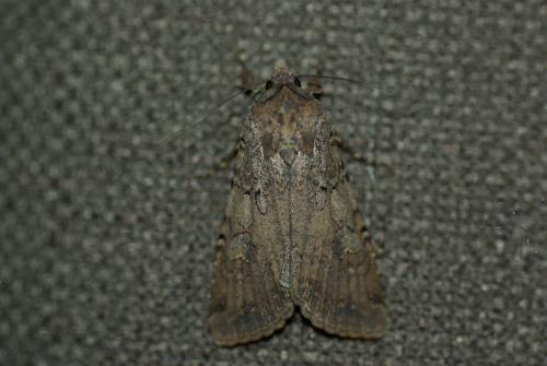 Réf. 188 371 : Peridroma saucia